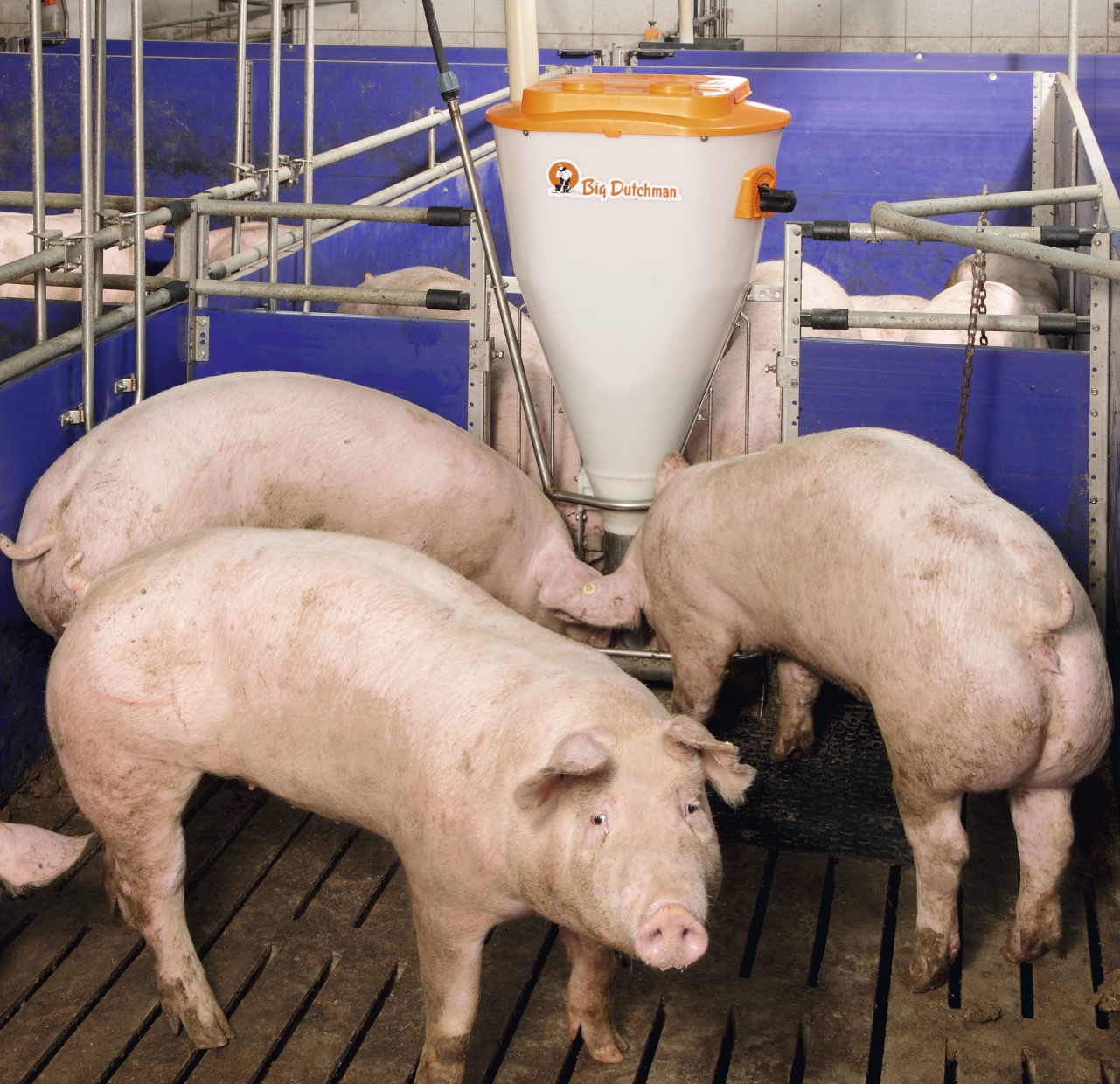 automatic feeder for pigs