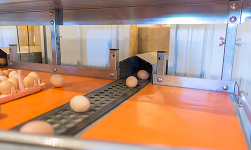 Egg Handling Equipment | EggSort | EggTrax | Broiler Breeder Houses