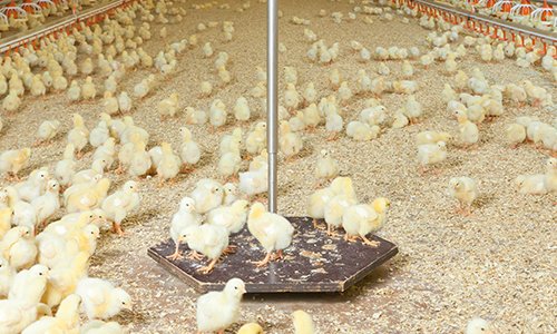 FlexScale, Poultry Production Products