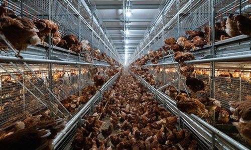 Cage-free lighting strategies | Equipment for poultry and pigs | Big ...